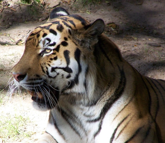 ...чё надо? животные, млекопитающие, большие кошки, кошачьи, тигр, Panthera tigris
