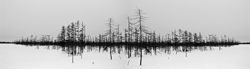 Гистограмма леса Сахалин гистограмма лес деревья