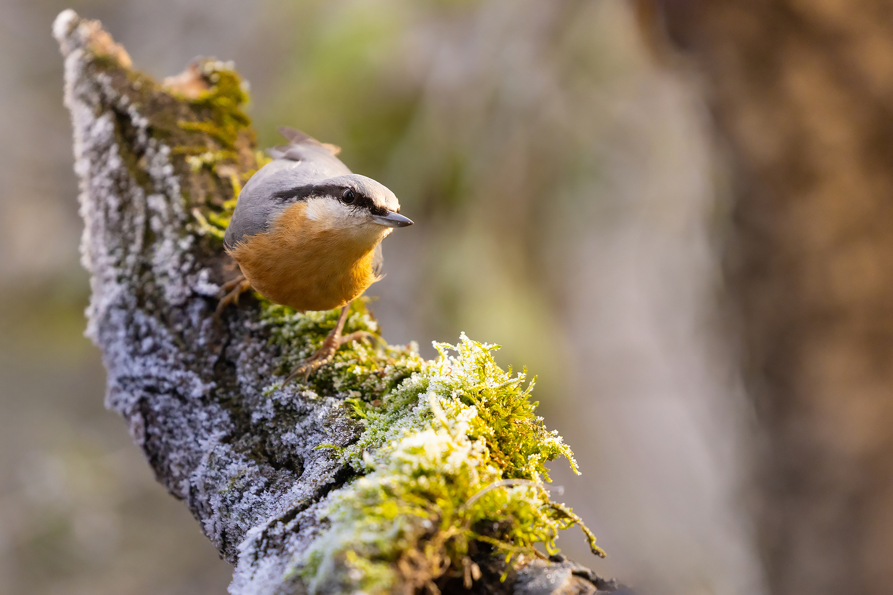 Nuthatch 