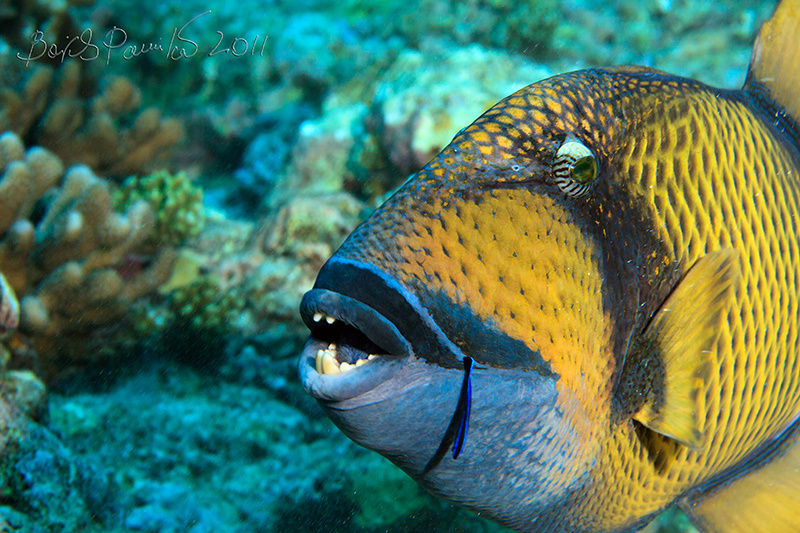 hello Titan Trigger Fish Balistoides viridescens курок триггер Мальдивы титан