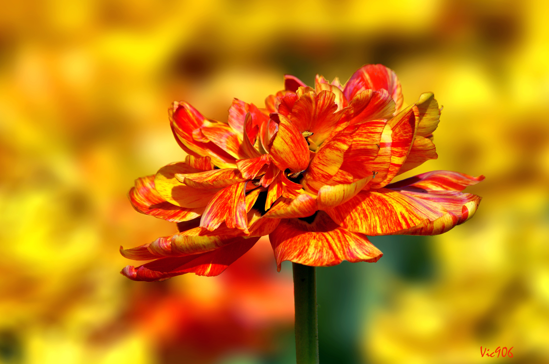 Ветреный красавчик цветы природа весна тюльпан tulips тюльпаны май