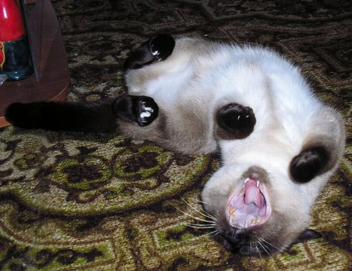 Щаззз спою! кошка животные юмор