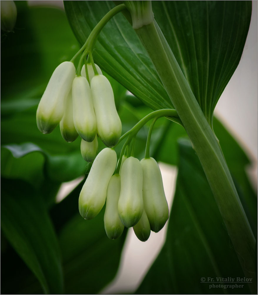 Купена природа цветы купена