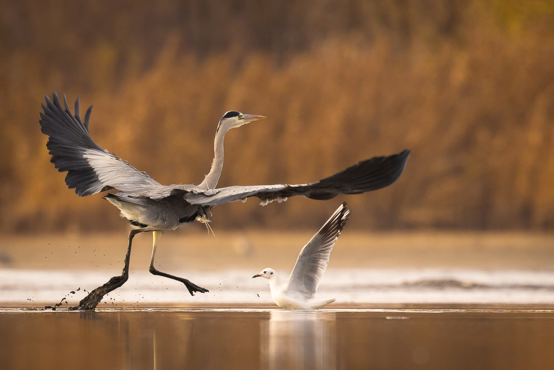 Heron 