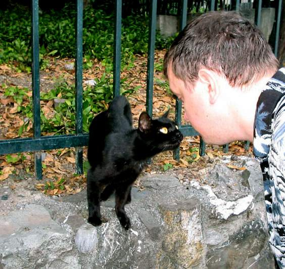 Генуэсская Кармен кошка Генуя