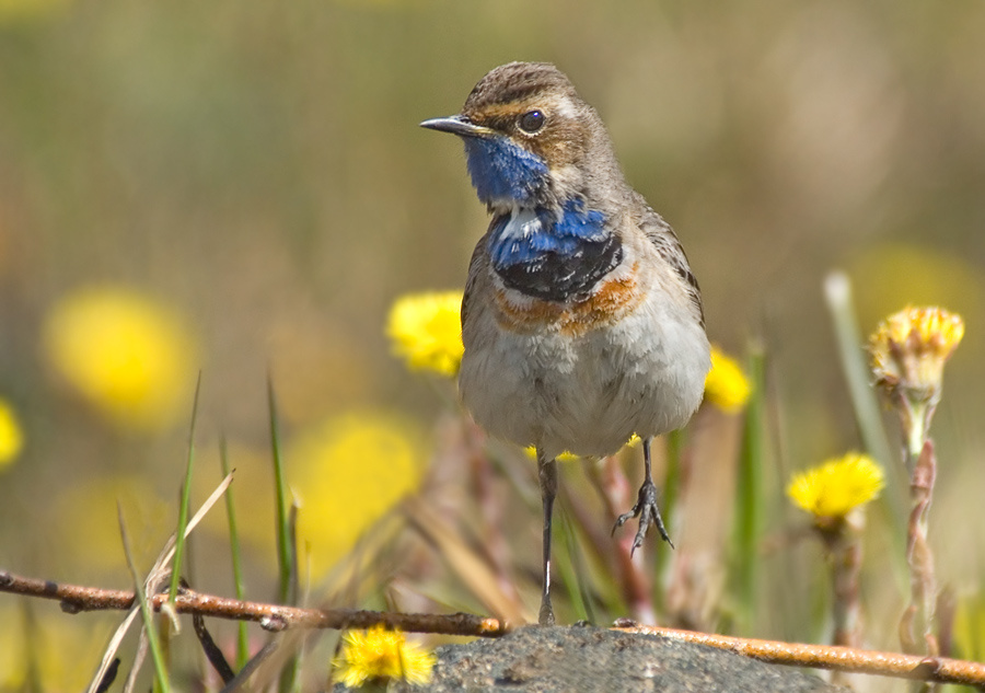 Посмотрите, кто пришел Варакушка, Bluethroat, Luscinia svecica