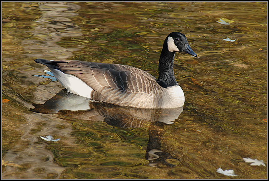 Canada goose Canada goose