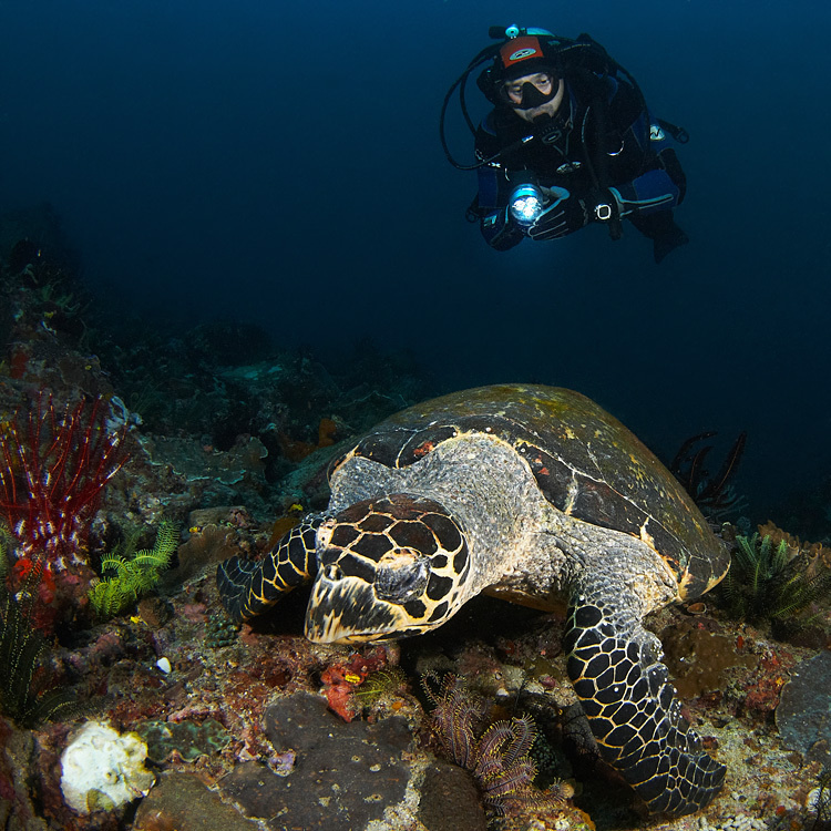Наблюдатель turtle underwater