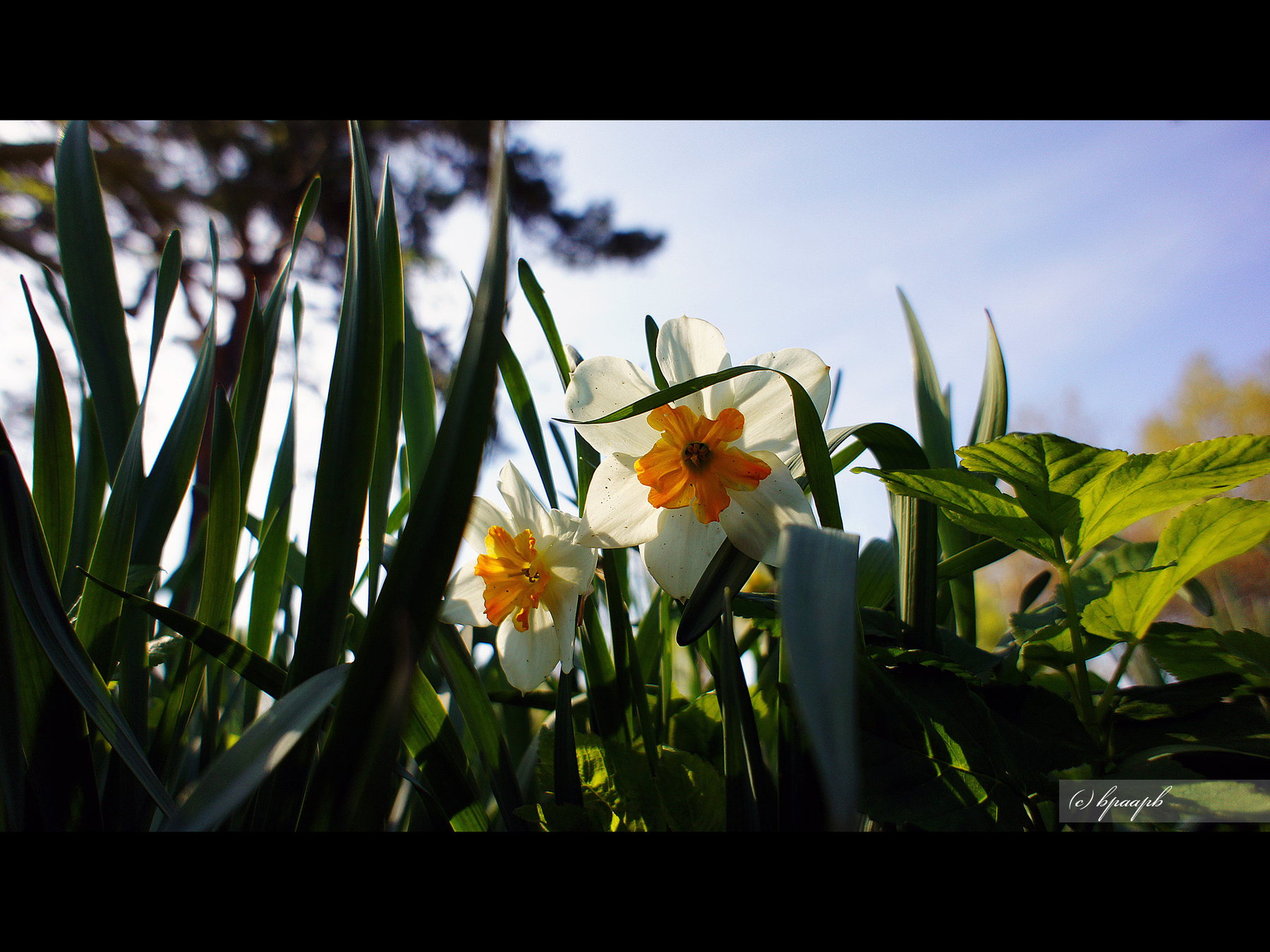 *** BPAAPB RUSSIA природа пейзаж цветы nature landscape flowers