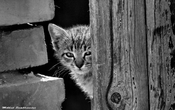*** cat