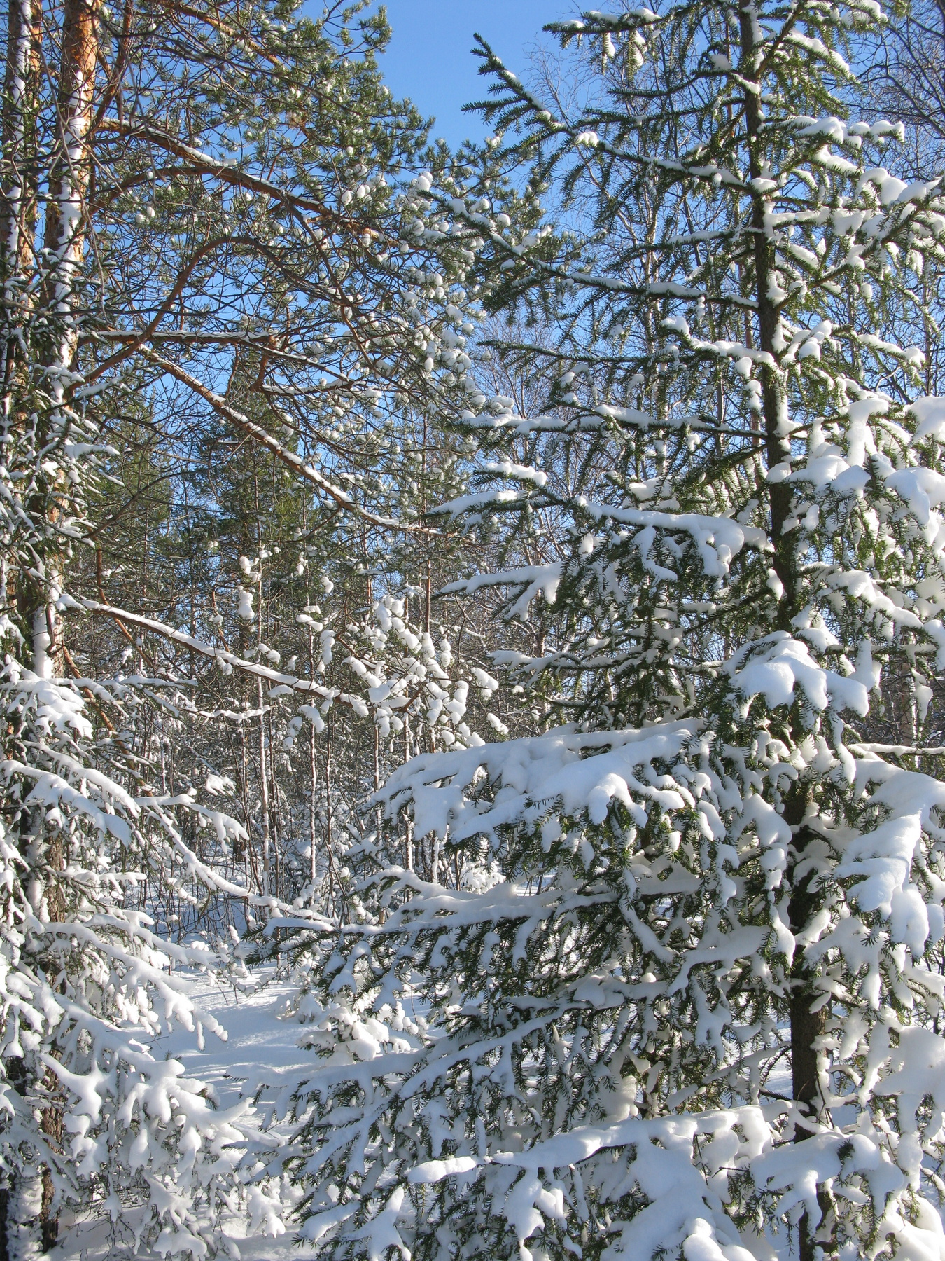 Лапландская весна в разгаре 