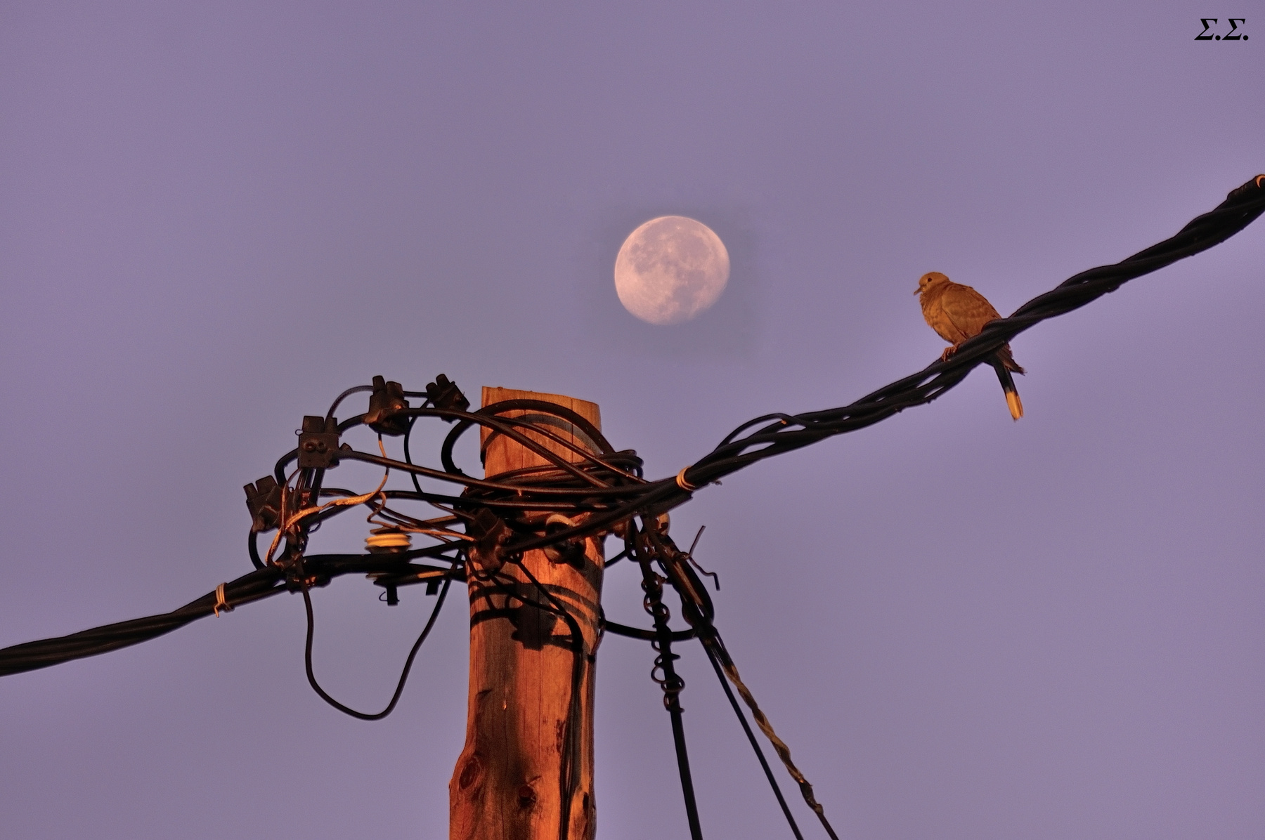 MORNING MOON 