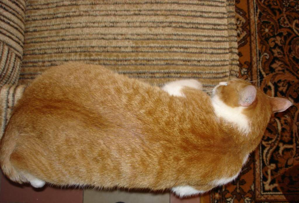 Таити, Таити... Нас и здесь неплохо кормят. Кот, просто кот...