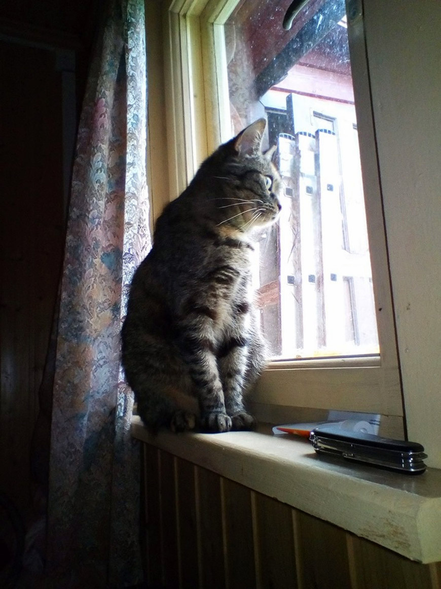 Утро. Дождь. Мокро. кошка окно тишина