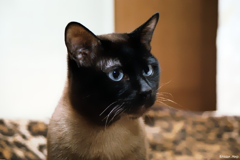 Василий Семенович кот