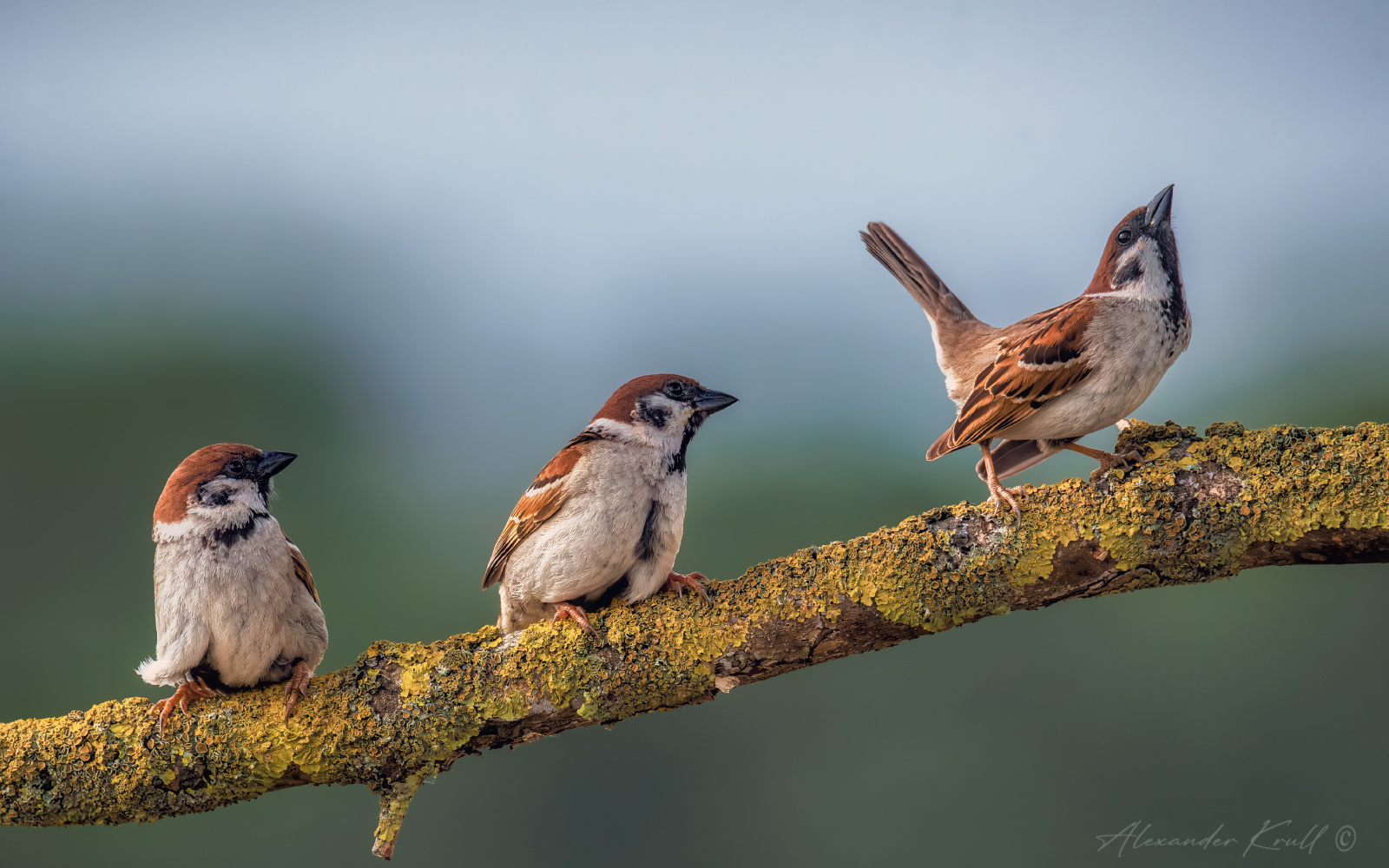 Предводитель воробей полевой passer montanus