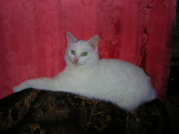 зеленые глаза кот