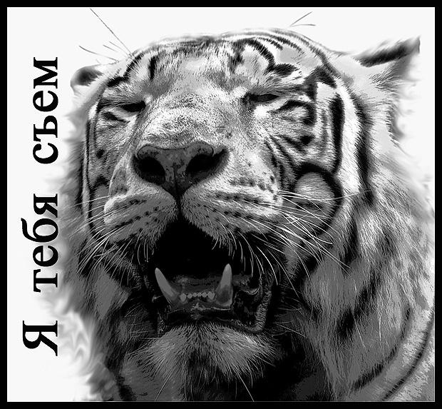 я тебя съем тигр, зверюга, зубы, кошки, природа