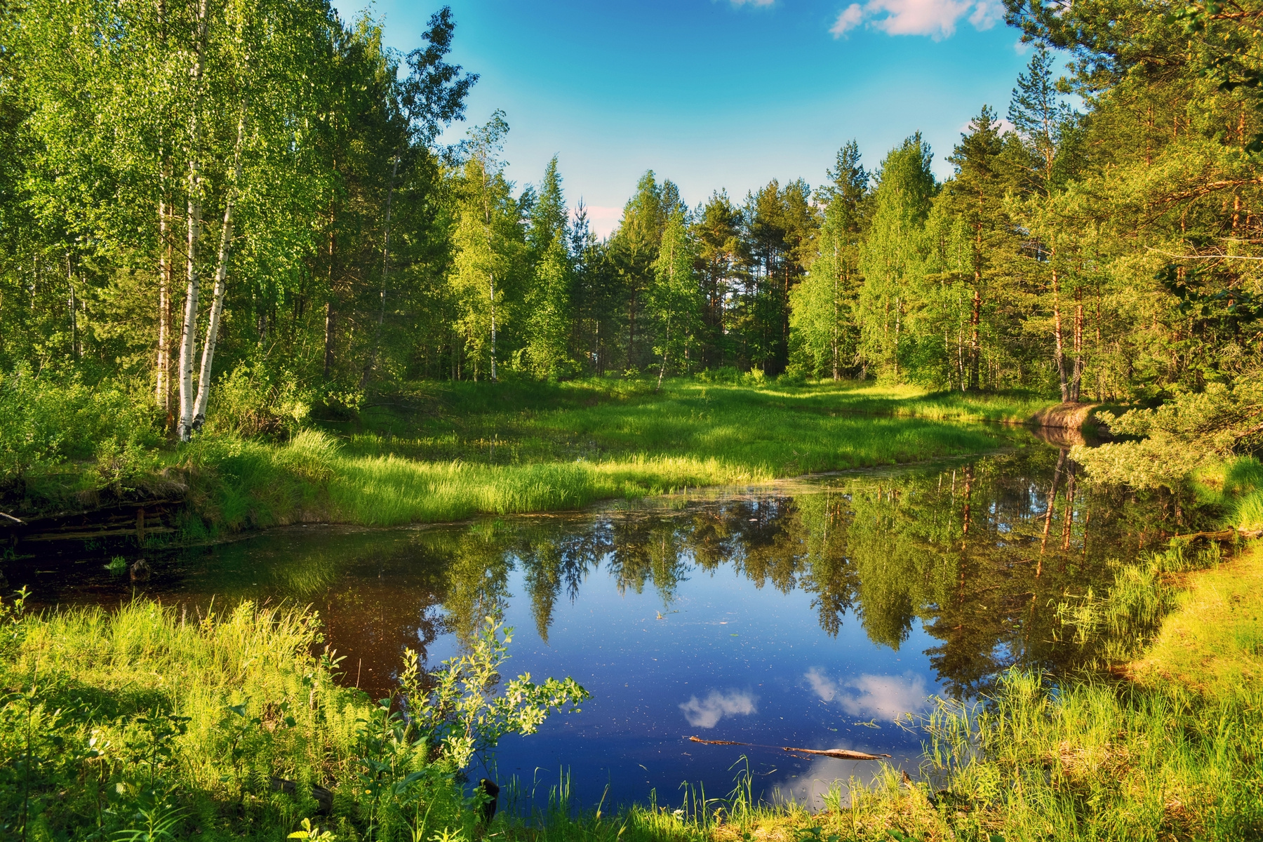 р.Молога HDR пейзаж трава река лес лето небо вода берег