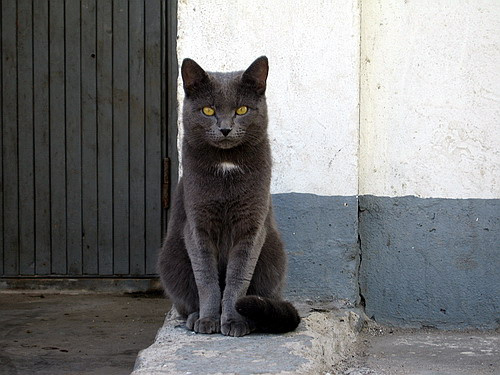 Сфинкс кот, сфинкс