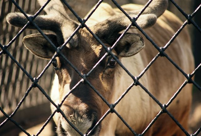 deer deer net