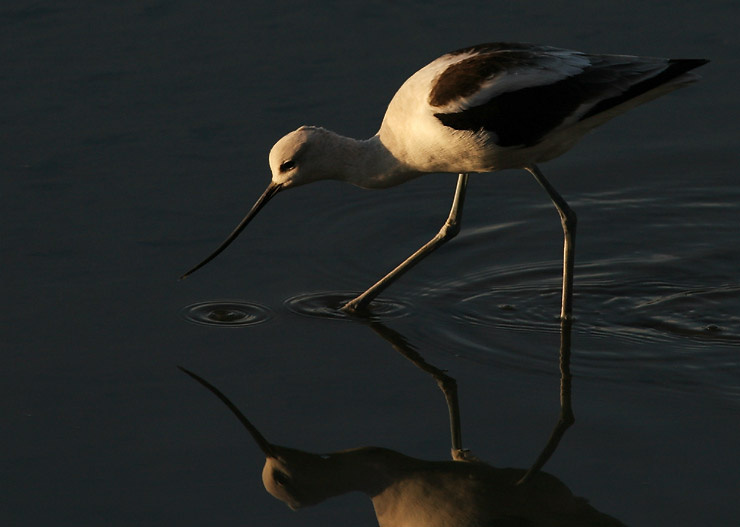 шилоклювка avocet шилоклювка