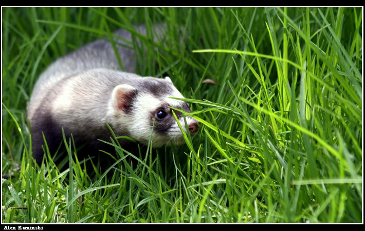 Охотник хорек, ferret