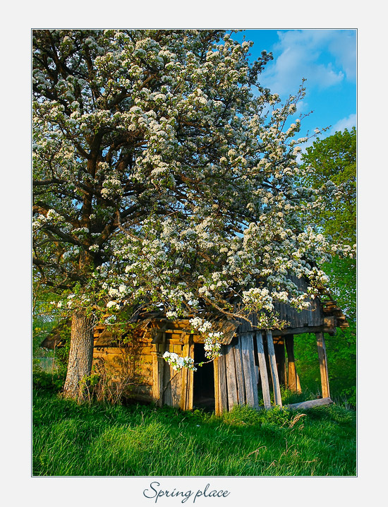 ~ Spring Place ~ 