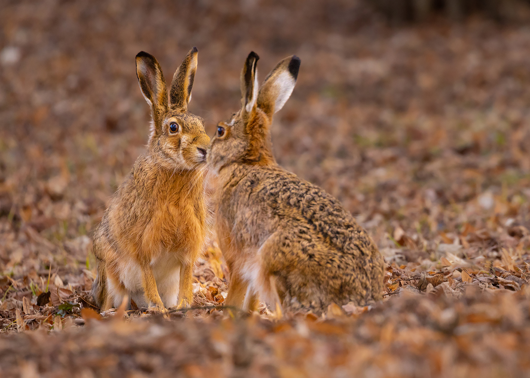 Hares 