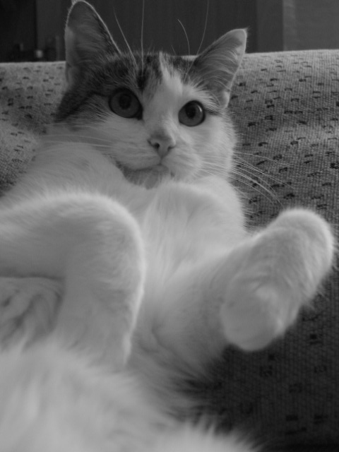моя кошка 