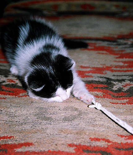 Поймал!!!! котенок веревочка задор поймать