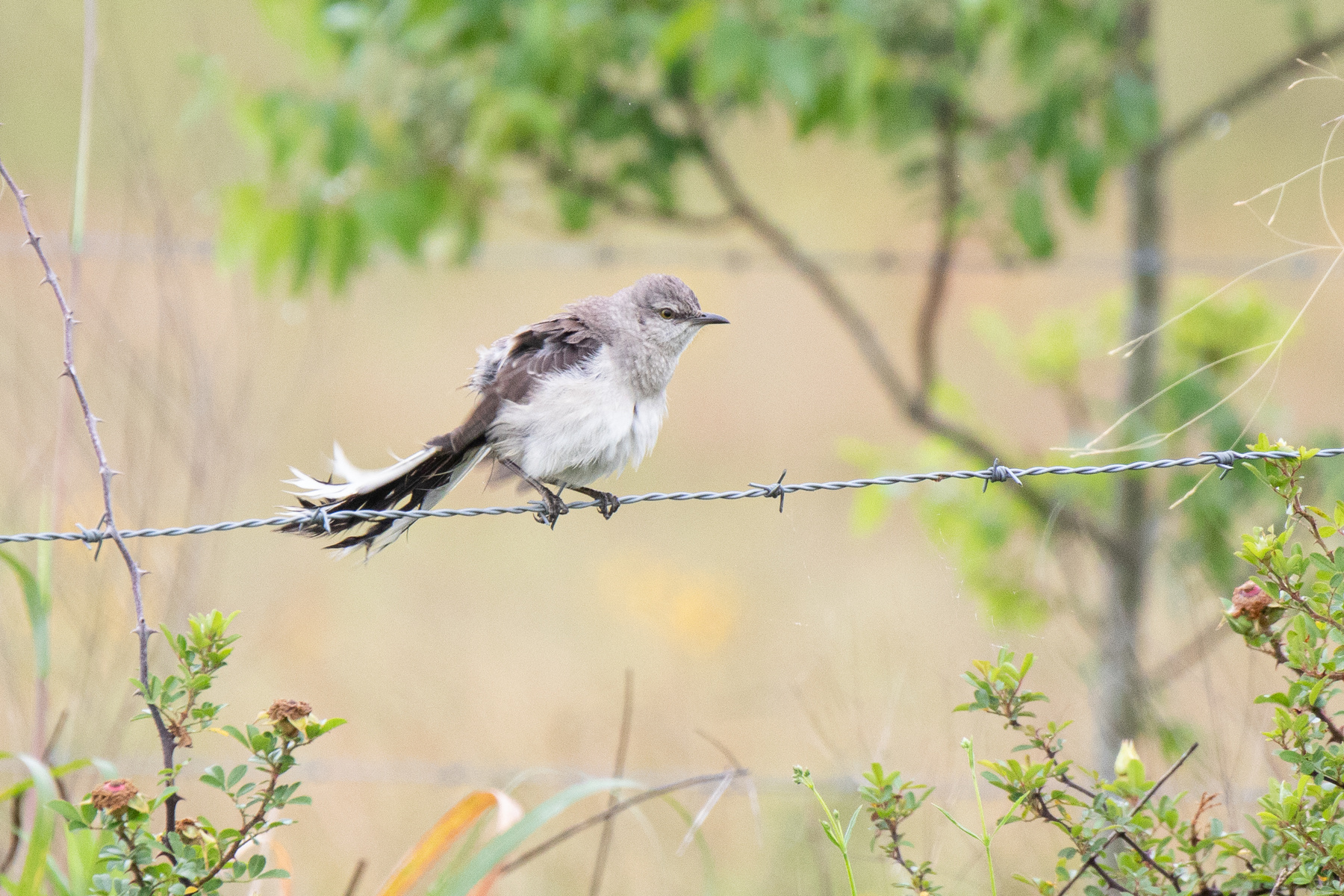 Мокрый Певчий Пересмешник Northern Mockingbird Mimus polyglottos