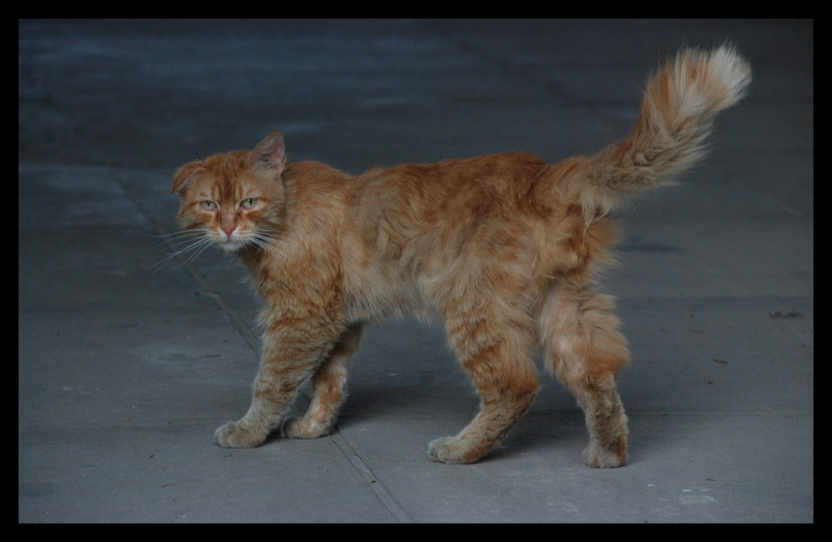 Бандит кот