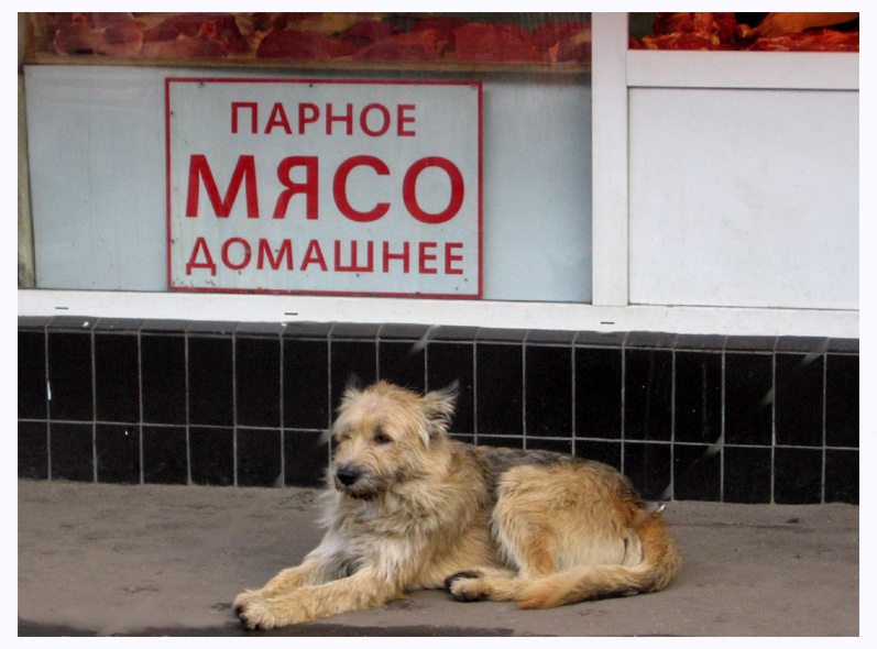 Пёс... Собака, мясо