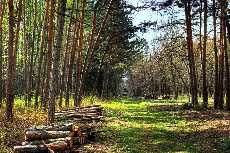 *** Аллея, весна, парк