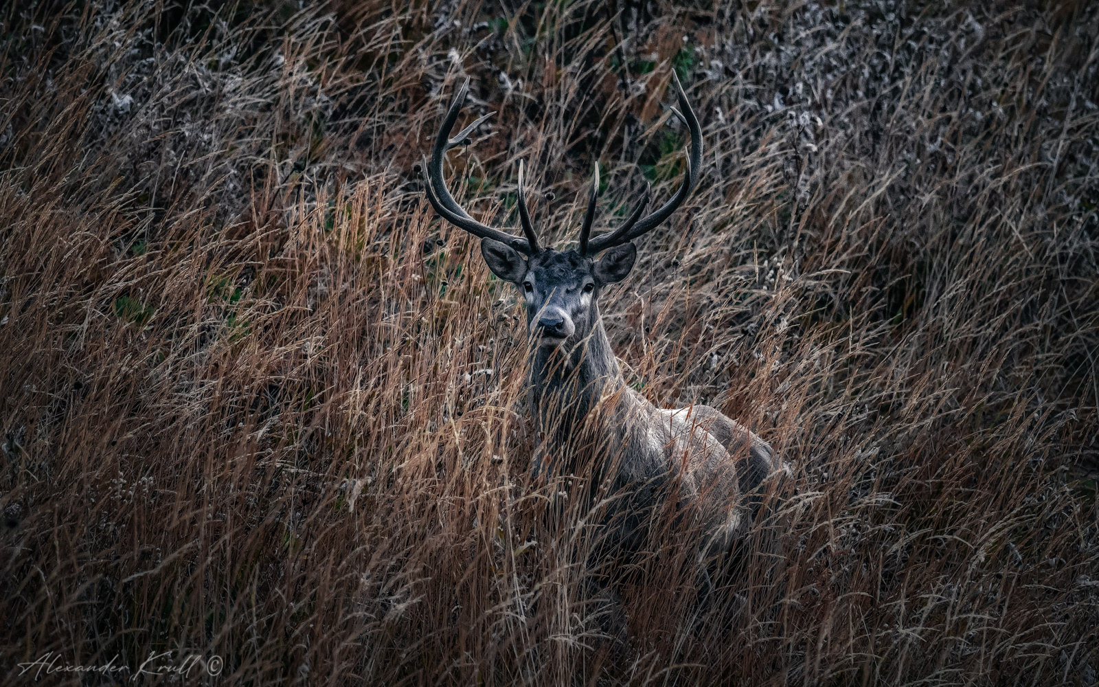 Встреча в горах олень благородный кавказский cervus elaphus maral