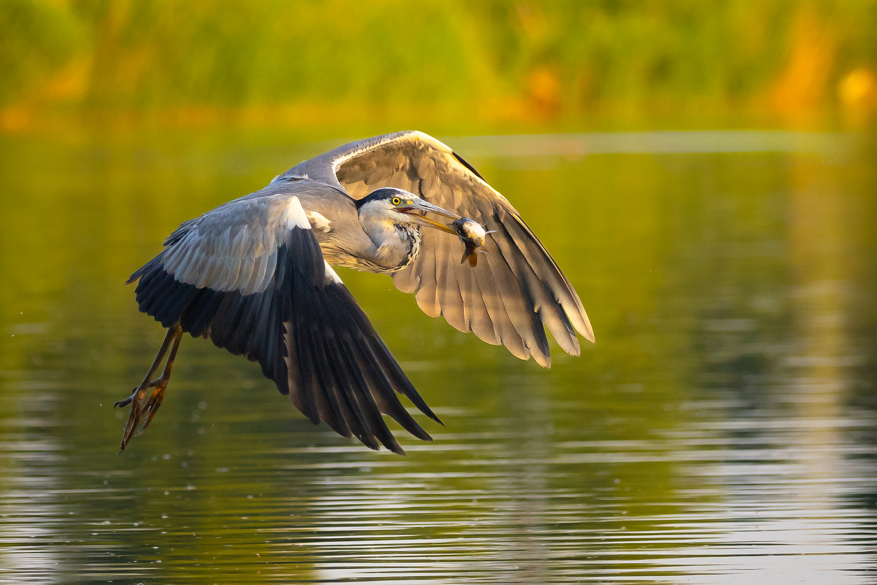 Heron 