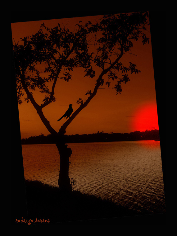 blackbird sunset (Brazil) Brazil, Бразилия, birds, птицы, reflexions, отражения, lake, озеро, sunset, заход солнца