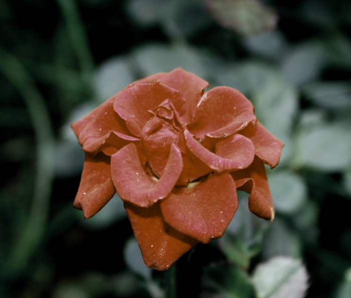 The Wild Rose 