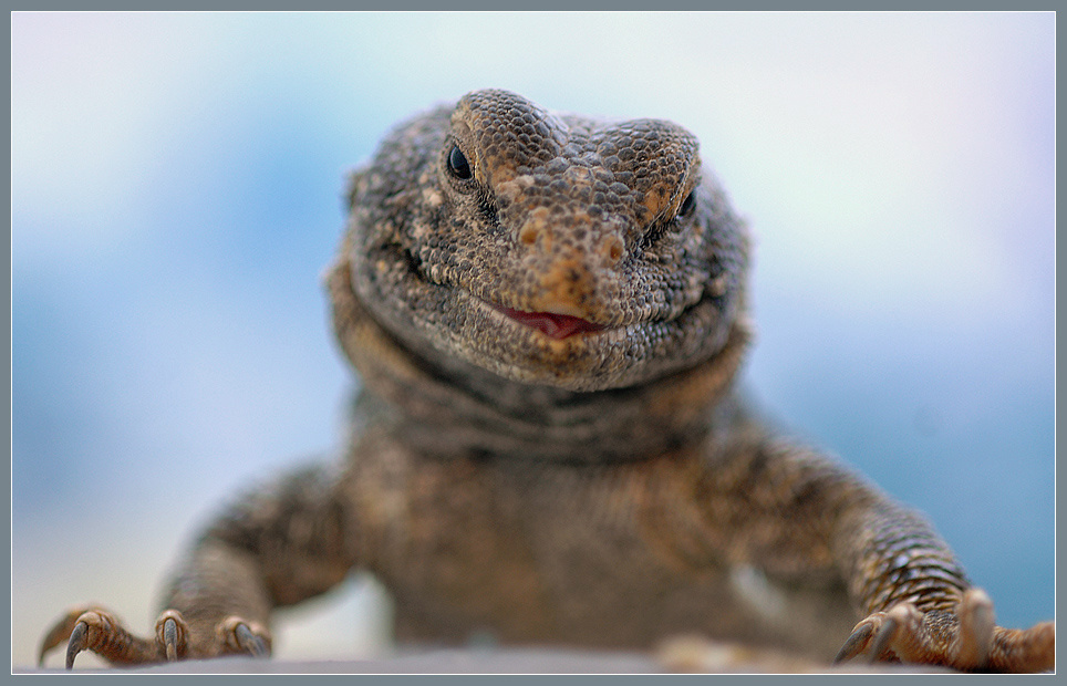 Тэк, посмотрим, что нам сегодня принесли? африканский шипохвост Uromastyx acanthinurus