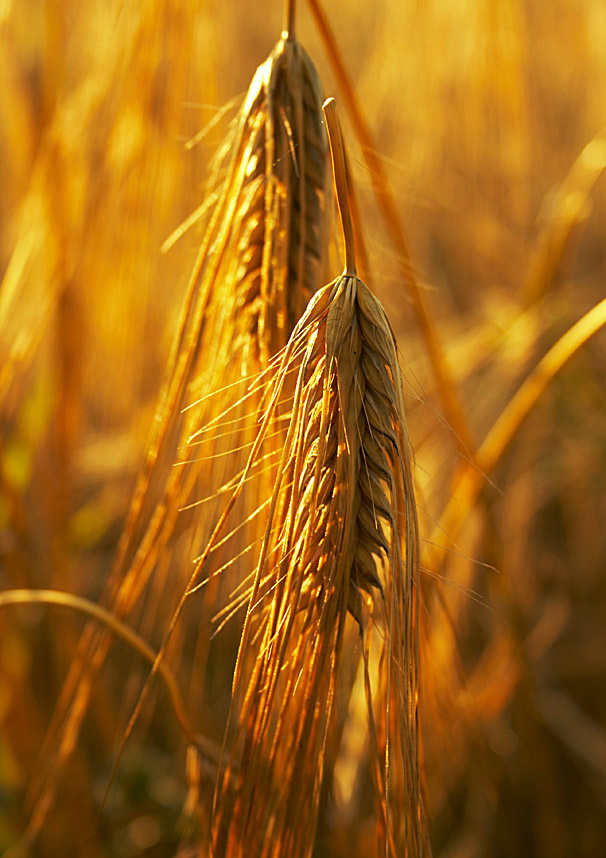 harvest 
