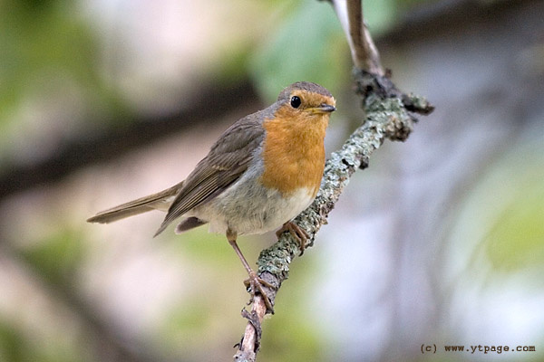 Малиновка, она же Зарянка, она же Робин малиновка зарянка птица robin redbreast
