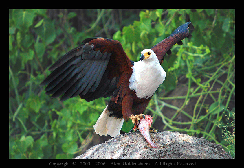 Орлан крикун (Haliaeetus vocifer), African Fish-Eagle. Африка, Кения, орлан-крикун, (Haliaeetus-vocifer), Август-2006