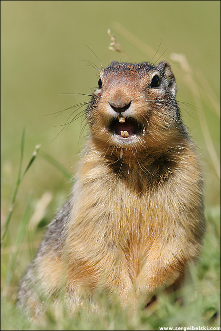 gopher gopher animal