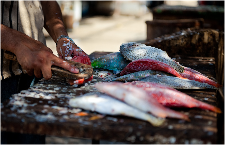Hurghada fish market Egypt, Hurghada, fish, market