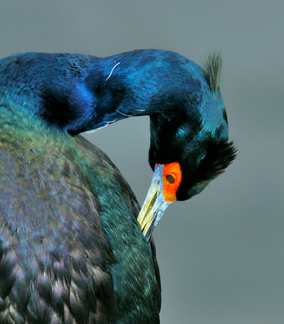 Жар-птица Севера Краснолицый баклан, Phalacrocorax urile, Остров Св. Георгия, о-ва Прибылова, Red-faced Cormorant, St. George Island, the Pribilofs, Bering Sea, Alaska