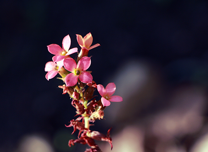 under the autumn sun цветы