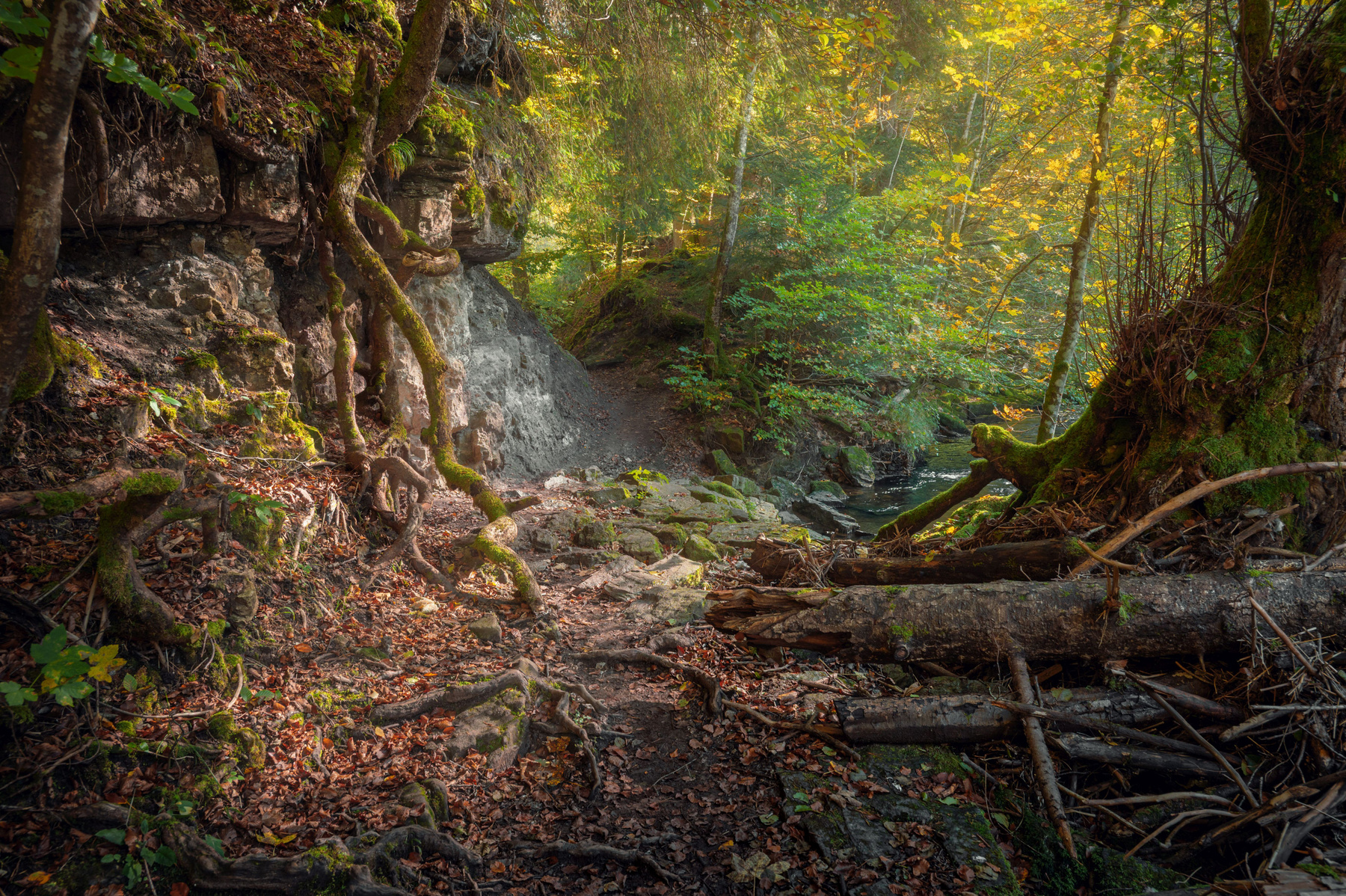 Wutachschlucht ущелье ручей бревно лес осень листва