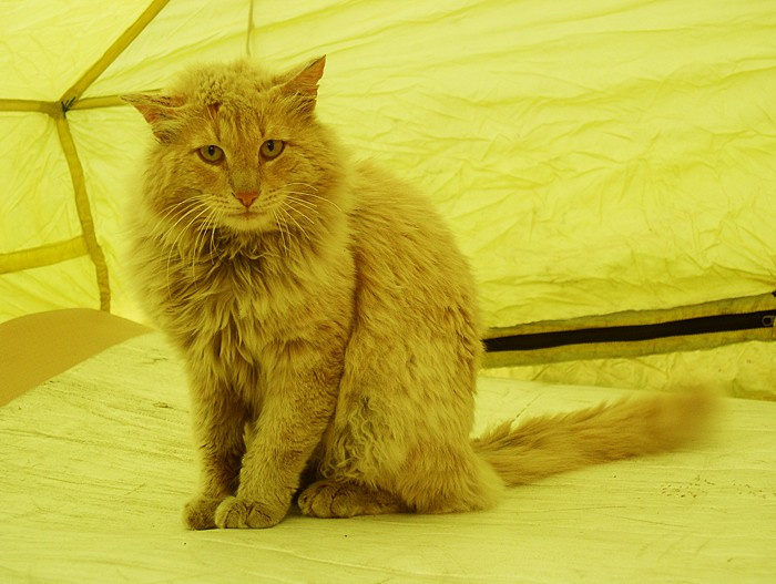 Недовольный кот кот