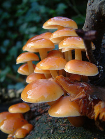 Mushrooms 